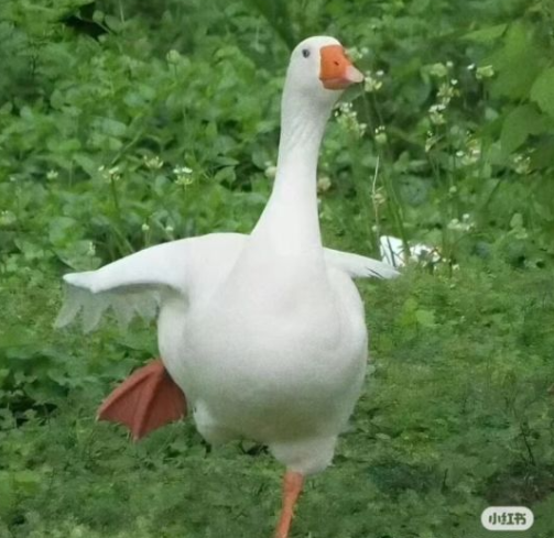 大鹅